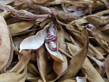 Close-up of dry leaves