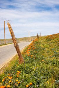 Flowers growing in farm against sky