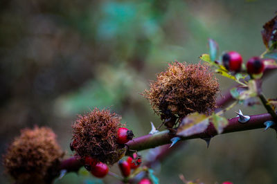 Close-up of red berries on branch against blurred background