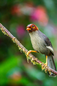 Close-up of bird perching on branch