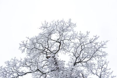 Low angle view of bare trees against clear sky