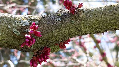 Close-up of pink flower on tree trunk