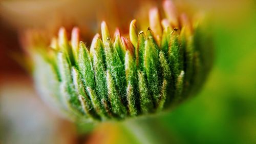 Macro shot of flower plant