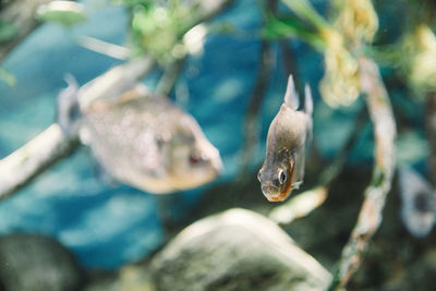 Close-up of fish swimming in sea