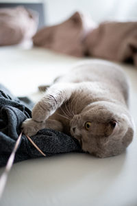 Cat playing on bed