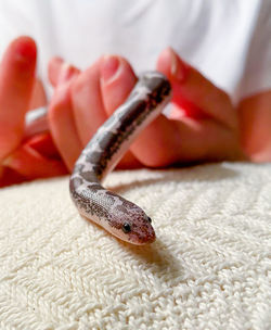 A child handling a juvenile sand boa