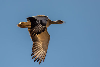 Low angle view of bird flying against clear sky