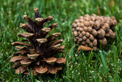 Close-up of mushrooms on grass