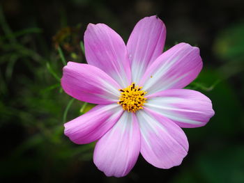 Close-up of pink cosmos flower