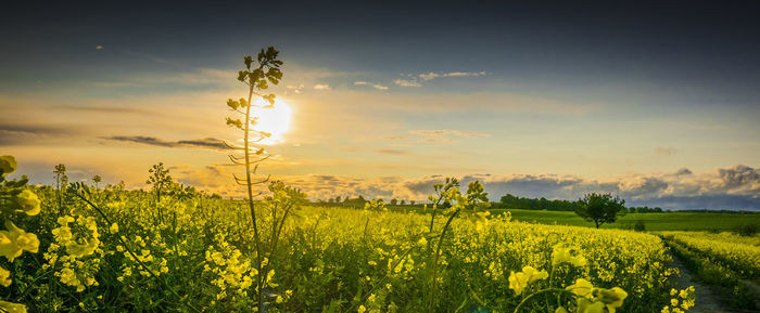 Scenic view of oilseed rape field against sky