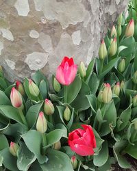 Close-up of red tulips