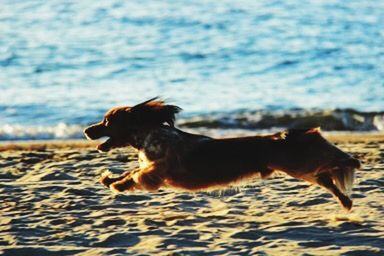 Dog standing on beach