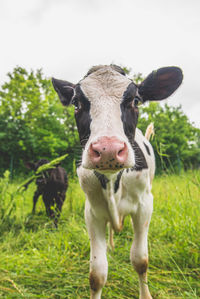 Portrait of cow on field