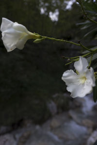 Close-up of white flower growing on tree