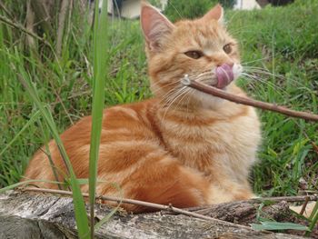 Close-up of ginger cat sitting on field