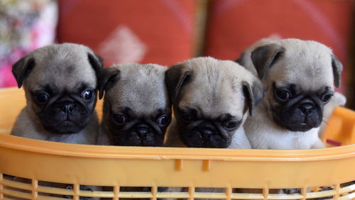 Close-up of a dog