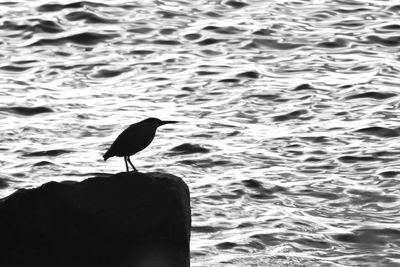 Bird perching on sea shore