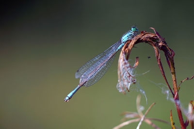 Close-up of dragonfly on plant