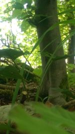 Close-up of plant growing in forest