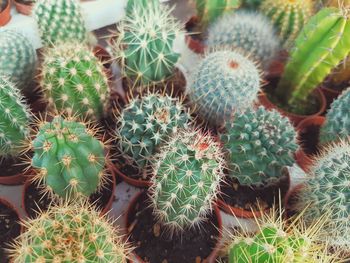 High angle view of cactus plants growing on field