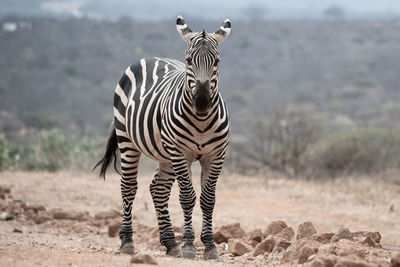 Zebra standing on field