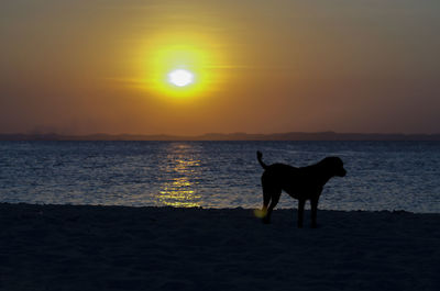 Dogs silhouette at the beautiful yellow sunset on ribeira beach in salvador , bahia, brazil.