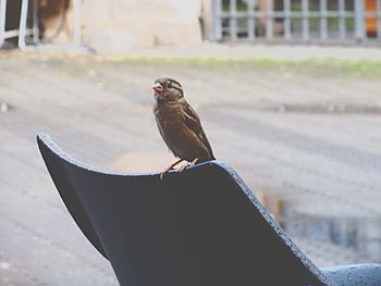 Close-up of bird perching on railing