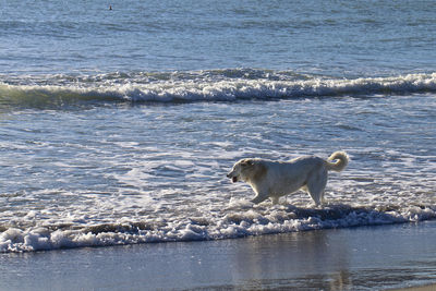 View of horse on beach