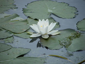 Close-up of water lily in lake