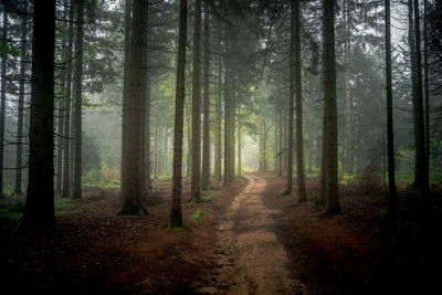 Dirt road amidst trees in forest