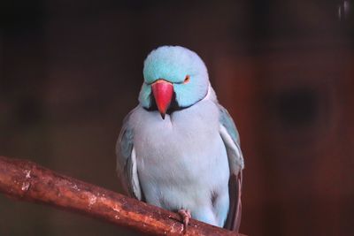 Close-up of parrot perching on wood