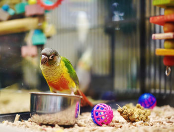 Close-up of parrot perching in cage