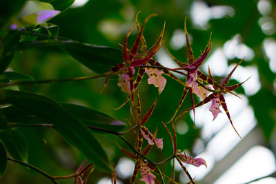 Close-up of fruit growing on tree