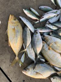 High angle view of fish in container