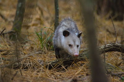 Portrait of opossum in a field