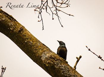 Low angle view of birds perching on tree against sky