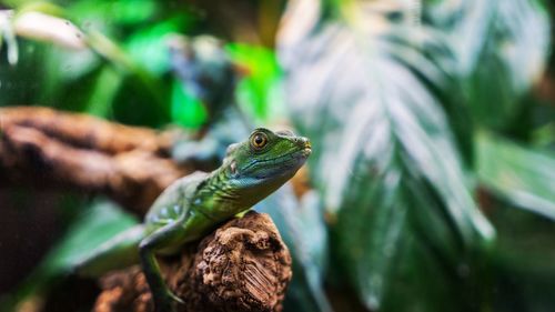 Close-up of lizard