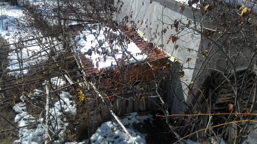 Low angle view of trees against sky during winter