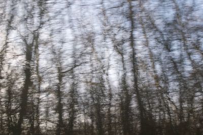 Full frame shot of trees