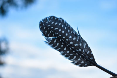 Low angle view of feather and sky