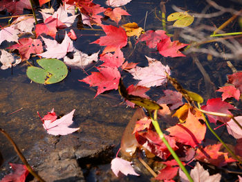 High angle view of maple leaves floating on water