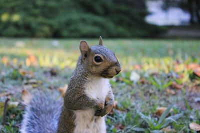 Close-up of squirrel on field