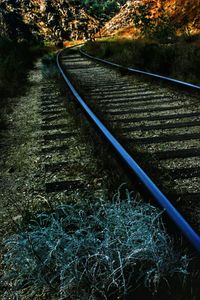 Railroad track amidst trees