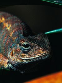 Close-up of lizard