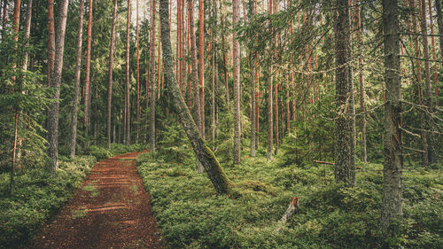 Trees growing in forest