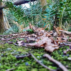 Close-up of plants growing in forest