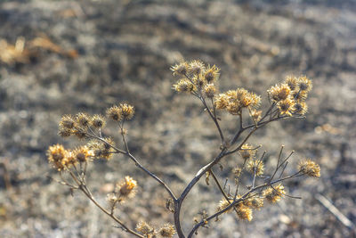 Close-up of wilted plant on field