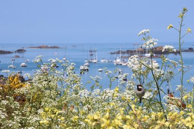 View of flowers growing in sea