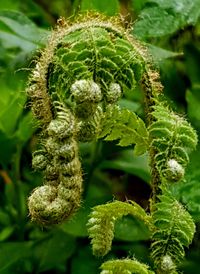 Close-up of flowering plant