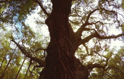 Low angle view of tree against sky